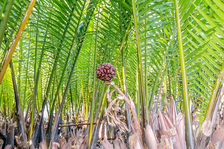 Opplev en tradisjonell kurvbåttur gjennom Hoi Ans vannkokosnøttskog, Vietnam, foto 38 | wizardtrip