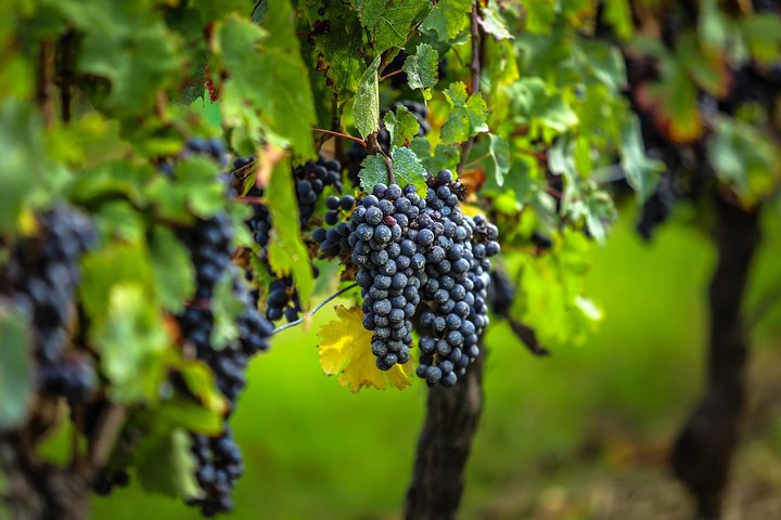 Vinsmaking og guidet tur i landsbyen Saint-Émilion fra Bordeaux, foto 7 | wizardtrip