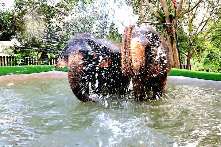 Bezoek aan een ethisch olifantencentrum op Koh Samui, Thailand, waarbij olifanten in hun natuurlijke habitat worden geobserveerd, foto 8 | wizardtrip