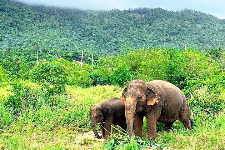 Bezoek aan een ethisch olifantencentrum op Koh Samui, Thailand, waarbij olifanten in hun natuurlijke habitat worden geobserveerd, foto 10 | wizardtrip