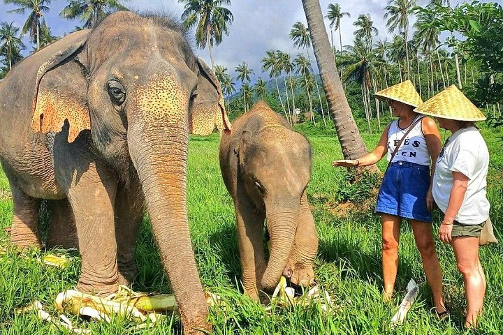 Bezoek aan een ethisch olifantencentrum op Koh Samui, Thailand, waarbij olifanten in hun natuurlijke habitat worden geobserveerd, foto 11 | wizardtrip