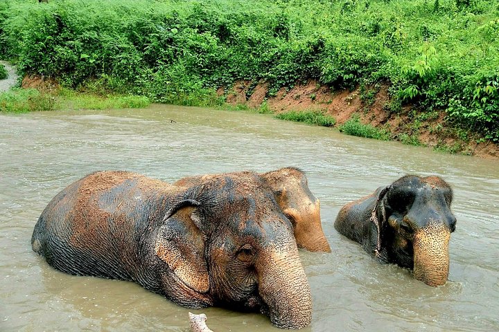 Bezoek aan een ethisch olifantencentrum op Koh Samui, Thailand, waarbij olifanten in hun natuurlijke habitat worden geobserveerd, foto 13 | wizardtrip