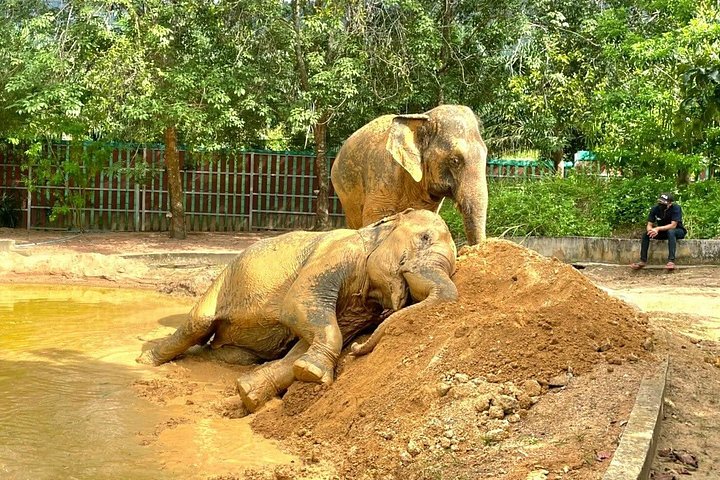 Bezoek aan een ethisch olifantencentrum op Koh Samui, Thailand, waarbij olifanten in hun natuurlijke habitat worden geobserveerd, foto 14 | wizardtrip