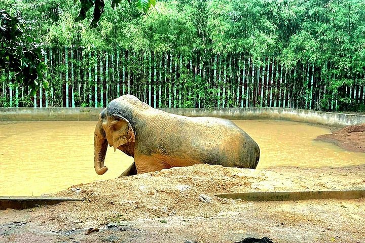 Bezoek aan een ethisch olifantencentrum op Koh Samui, Thailand, waarbij olifanten in hun natuurlijke habitat worden geobserveerd, foto 15 | wizardtrip