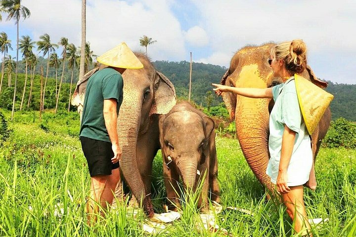 Bezoek aan een ethisch olifantencentrum op Koh Samui, Thailand, waarbij olifanten in hun natuurlijke habitat worden geobserveerd, foto 16 | wizardtrip