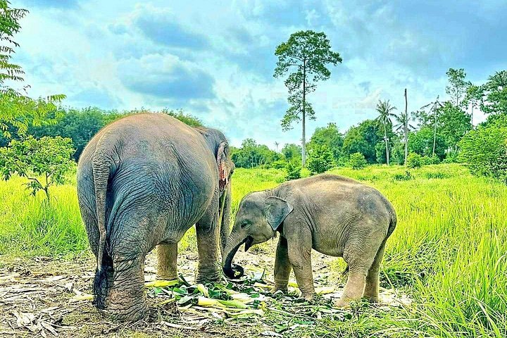 Bezoek aan een ethisch olifantencentrum op Koh Samui, Thailand, waarbij olifanten in hun natuurlijke habitat worden geobserveerd, foto 17 | wizardtrip