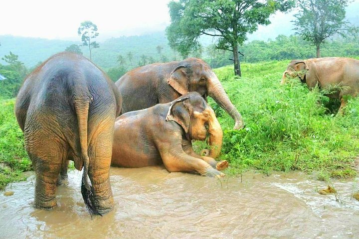 Bezoek aan een ethisch olifantencentrum op Koh Samui, Thailand, waarbij olifanten in hun natuurlijke habitat worden geobserveerd, foto 18 | wizardtrip
