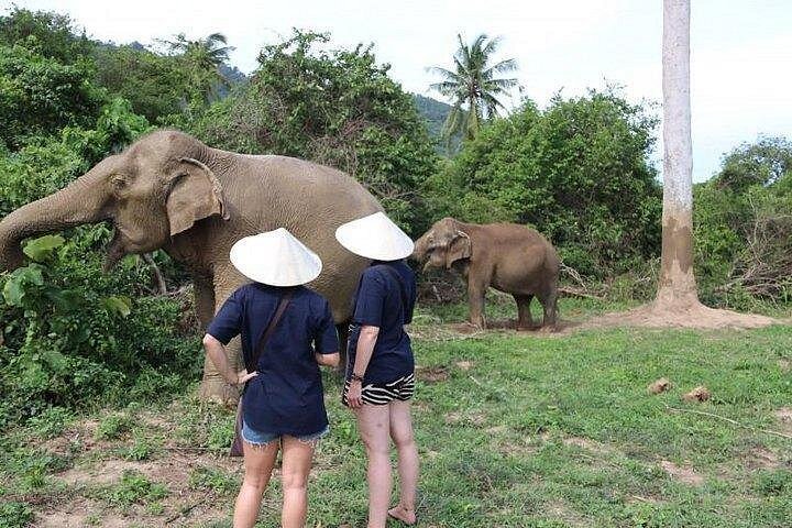 Bezoek aan een ethisch olifantencentrum op Koh Samui, Thailand, waarbij olifanten in hun natuurlijke habitat worden geobserveerd, foto 20 | wizardtrip