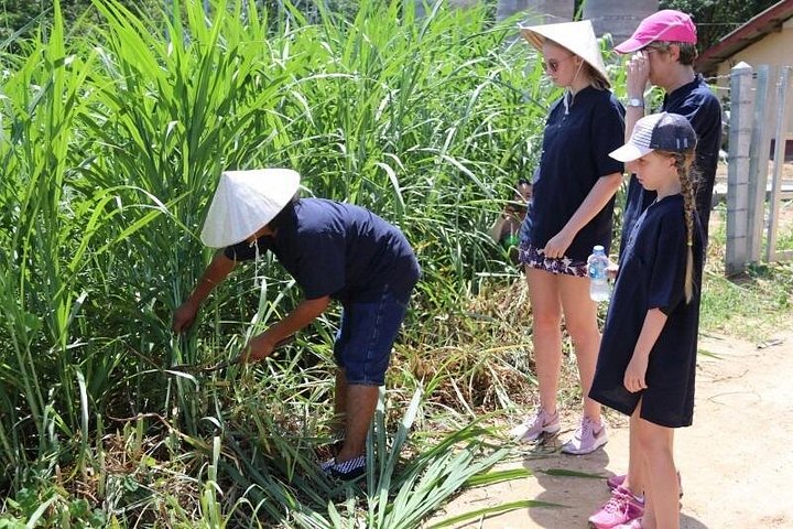 Bezoek aan een ethisch olifantencentrum op Koh Samui, Thailand, waarbij olifanten in hun natuurlijke habitat worden geobserveerd, foto 22 | wizardtrip