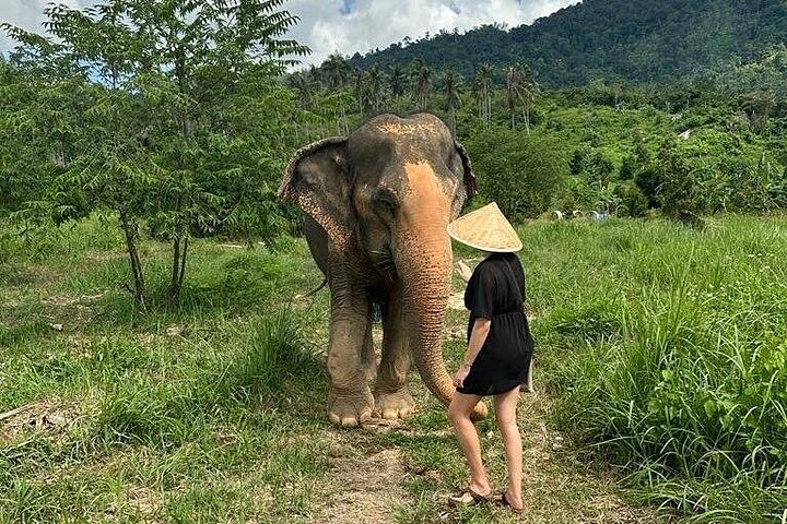 Bezoek aan een ethisch olifantencentrum op Koh Samui, Thailand, waarbij olifanten in hun natuurlijke habitat worden geobserveerd, foto 24 | wizardtrip