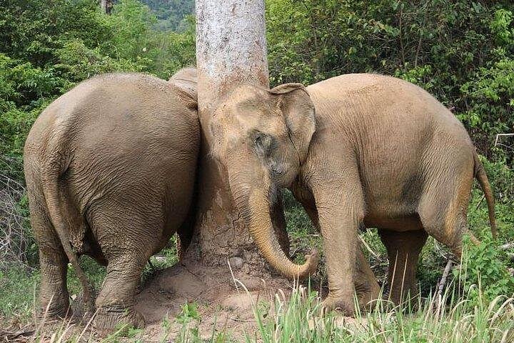 Bezoek aan een ethisch olifantencentrum op Koh Samui, Thailand, waarbij olifanten in hun natuurlijke habitat worden geobserveerd, foto 26 | wizardtrip