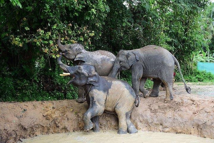Bezoek aan een ethisch olifantencentrum op Koh Samui, Thailand, waarbij olifanten in hun natuurlijke habitat worden geobserveerd, foto 28 | wizardtrip