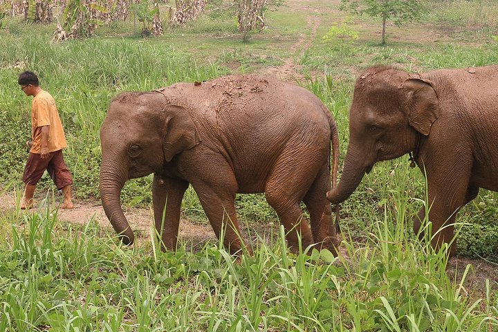 Bezoek aan een ethisch olifantencentrum op Koh Samui, Thailand, waarbij olifanten in hun natuurlijke habitat worden geobserveerd, foto 29 | wizardtrip