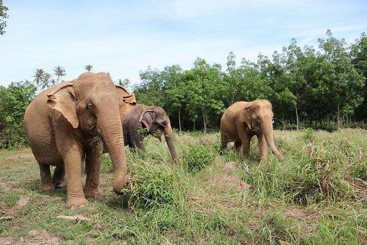 Bezoek aan een ethisch olifantencentrum op Koh Samui, Thailand, waarbij olifanten in hun natuurlijke habitat worden geobserveerd, foto 31 | wizardtrip