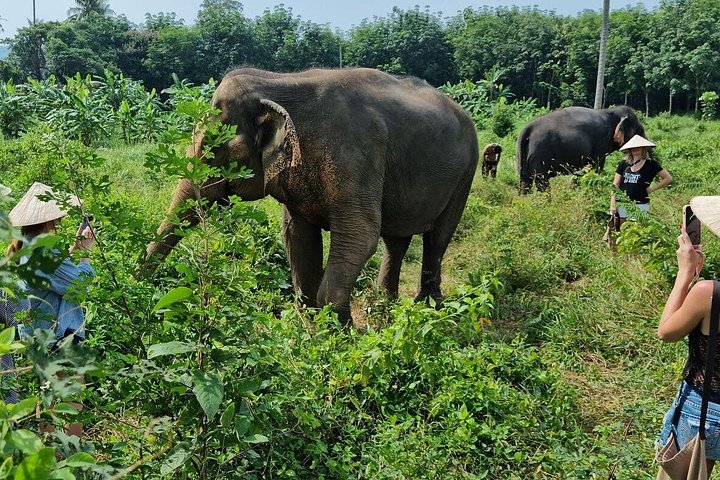 Bezoek aan een ethisch olifantencentrum op Koh Samui, Thailand, waarbij olifanten in hun natuurlijke habitat worden geobserveerd, foto 33 | wizardtrip