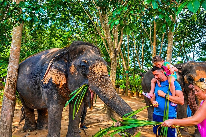 Bezoek aan een ethisch olifantencentrum op Koh Samui, Thailand, waarbij olifanten in hun natuurlijke habitat worden geobserveerd, foto 35 | wizardtrip
