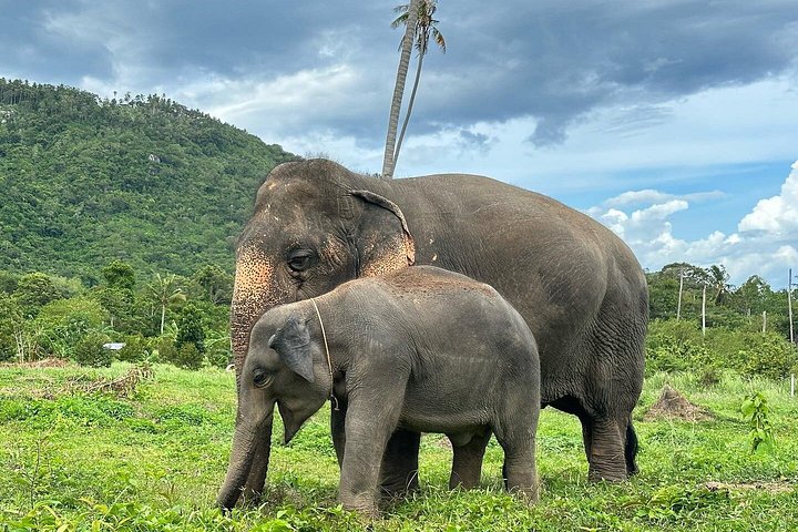 Bezoek aan een ethisch olifantencentrum op Koh Samui, Thailand, waarbij olifanten in hun natuurlijke habitat worden geobserveerd, foto 37 | wizardtrip