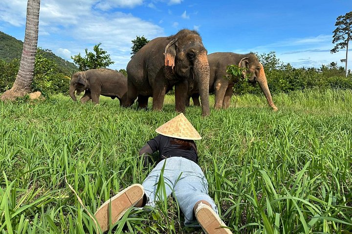 Bezoek aan een ethisch olifantencentrum op Koh Samui, Thailand, waarbij olifanten in hun natuurlijke habitat worden geobserveerd, foto 38 | wizardtrip