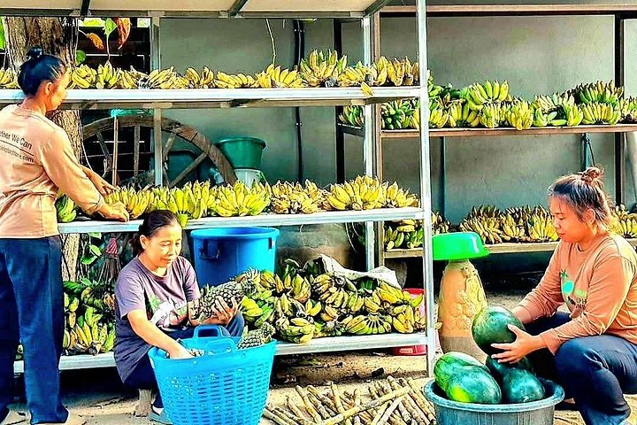 Bezoek aan een ethisch olifantencentrum op Koh Samui, Thailand, waarbij olifanten in hun natuurlijke habitat worden geobserveerd, foto 39 | wizardtrip