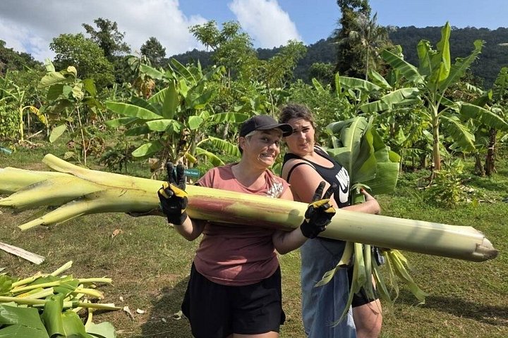 Bezoek aan een ethisch olifantencentrum op Koh Samui, Thailand, waarbij olifanten in hun natuurlijke habitat worden geobserveerd, foto 46 | wizardtrip