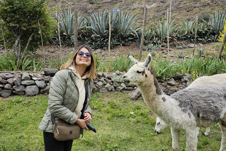 Naturskön Anderstur med Inkansjön och vingårdsbesök från Santiago, Chile, foto 28 | wizardtrip