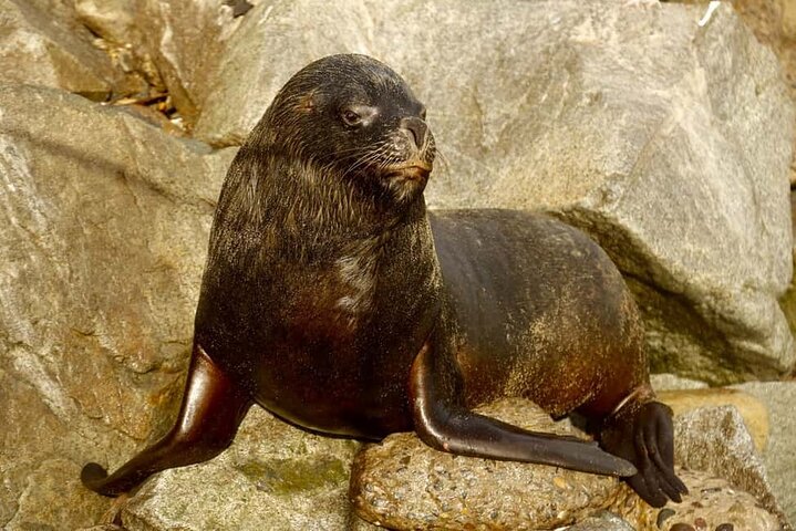 Excursion d'une journée de Santiago à Viña del Mar, Valparaíso et une cave de la vallée de Casablanca, photo 10 | wizardtrip