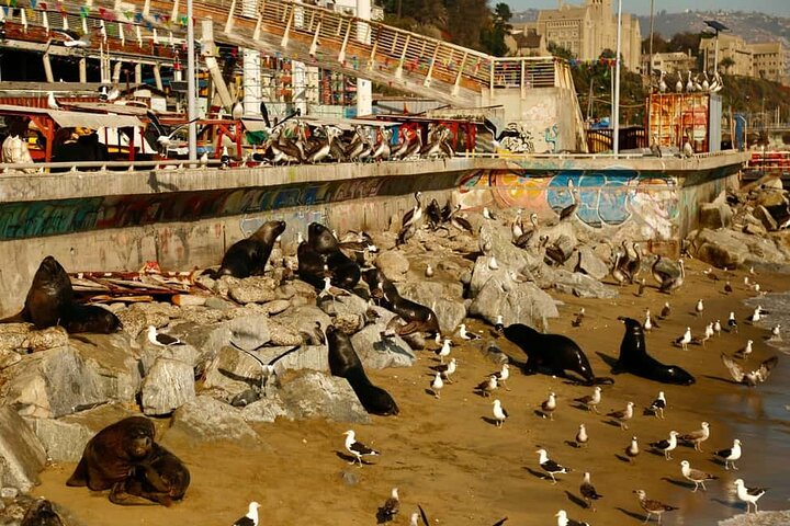 Excursion d'une journée de Santiago à Viña del Mar, Valparaíso et une cave de la vallée de Casablanca, photo 36 | wizardtrip