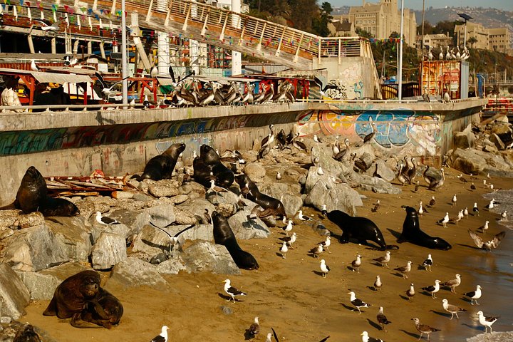 Heldagstur, der udforsker Valparaisos farverige gader, Viña del Mars kyst og Casablanca-dalens vingårde fra Santiago, foto 26 | wizardtrip