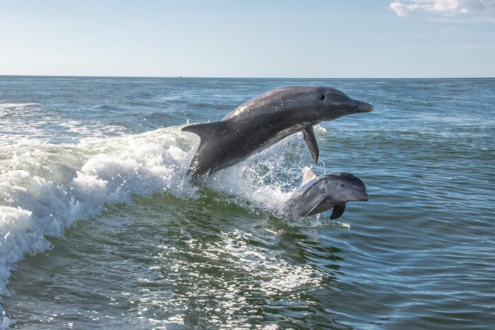 Passeio de observação de golfinhos em Anna Maria Island, Sarasota, Florida, foto 6 | wizardtrip