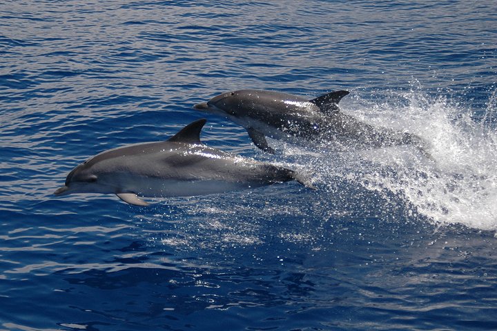 Cruzeiro de catamarã no Funchal, Madeira, avistando golfinhos e desfrutando de vistas costeiras, foto 6 | wizardtrip
