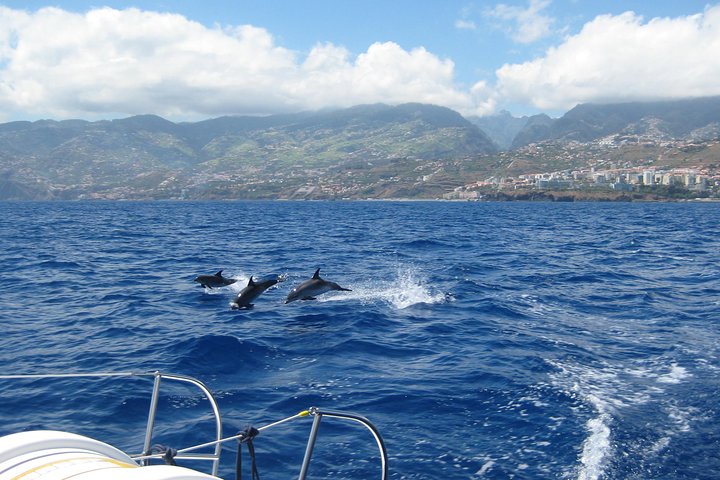 Cruzeiro de catamarã no Funchal, Madeira, avistando golfinhos e desfrutando de vistas costeiras, foto 7 | wizardtrip