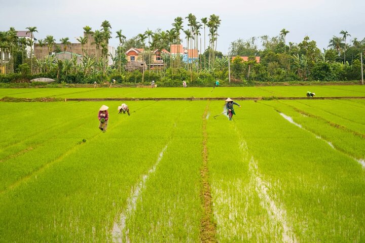 Vélo à travers la campagne luxuriante de Hoi An, visite de villages locaux et découverte de la vie traditionnelle vietnamienne, photo 6 | wizardtrip
