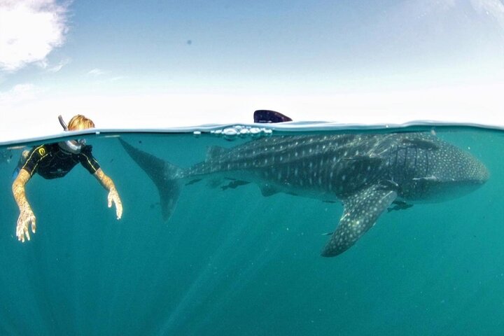 Plongée avec tuba avec requins-baleines à La Paz, Mexique | wizardtrip