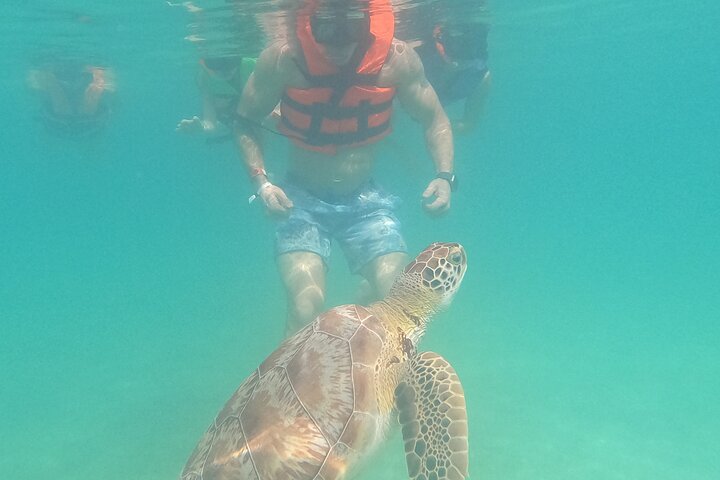 メキシコ、アクマルでウミガメと泳ぐ、ユニークな自然との出会い、写真38 | wizardtrip