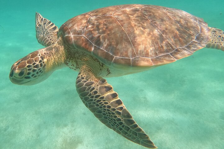 メキシコ、アクマルでウミガメと泳ぐ、ユニークな自然との出会い、写真44 | wizardtrip