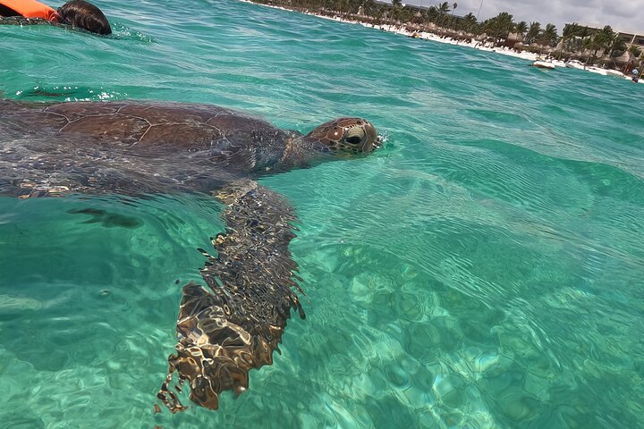 メキシコ、アクマルでウミガメと泳ぐ、ユニークな自然との出会い、写真48 | wizardtrip