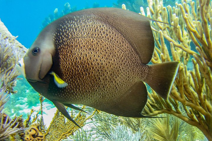 Half Day Snorkel Trip on Reefs in the Florida Keys | wizardtrip