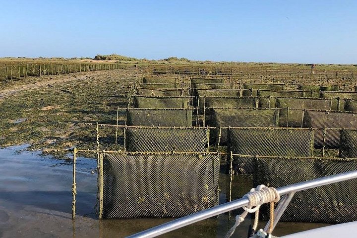 Katamarantur i Ria Formosa naturpark, besøker øyer som Culatra og Deserta fra Faro, Portugal, foto 24 | wizardtrip