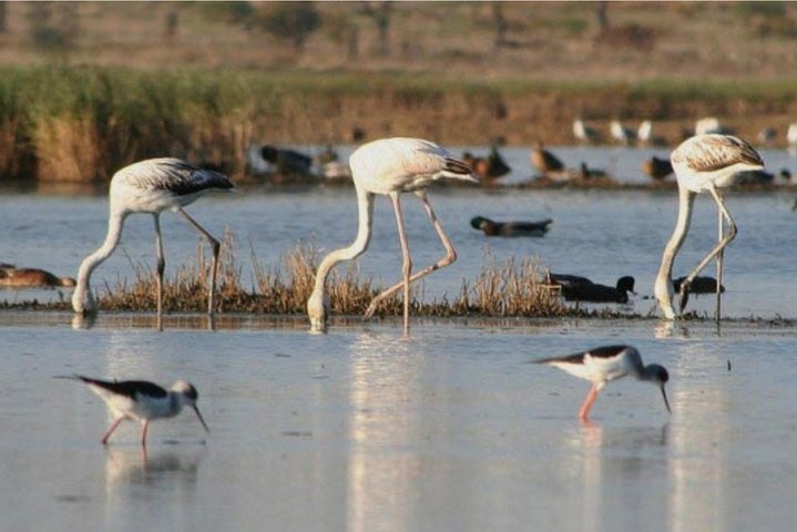 Katamarantur i Ria Formosa naturpark, besøker øyer som Culatra og Deserta fra Faro, Portugal, foto 29 | wizardtrip