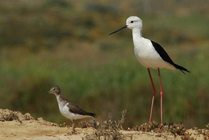 Katamarantur i Ria Formosa naturpark, besøker øyer som Culatra og Deserta fra Faro, Portugal, foto 30 | wizardtrip