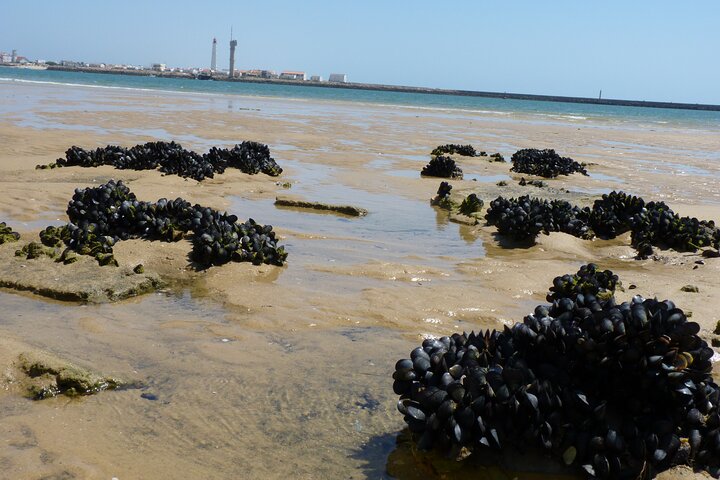 Excursion en catamaran dans le parc naturel de Ria Formosa, Faro, Portugal, visitant les îles Deserta et Farol, photo 24 | wizardtrip