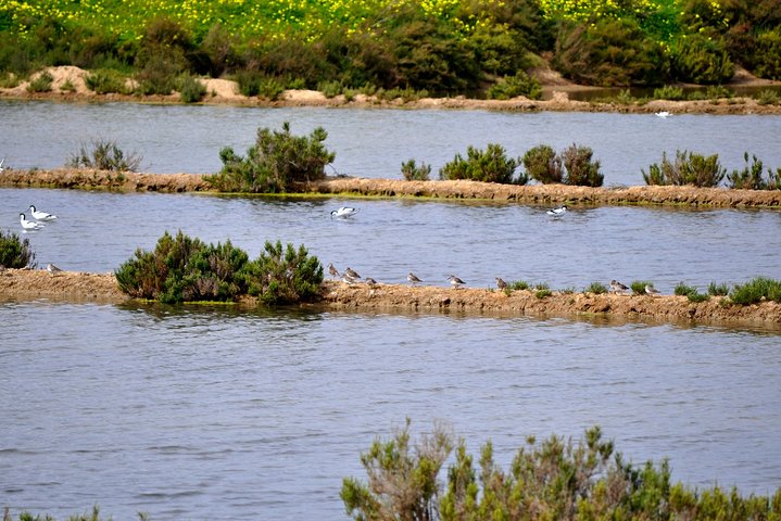 Excursion en catamaran dans le parc naturel de Ria Formosa, Faro, Portugal, visitant les îles Deserta et Farol, photo 31 | wizardtrip