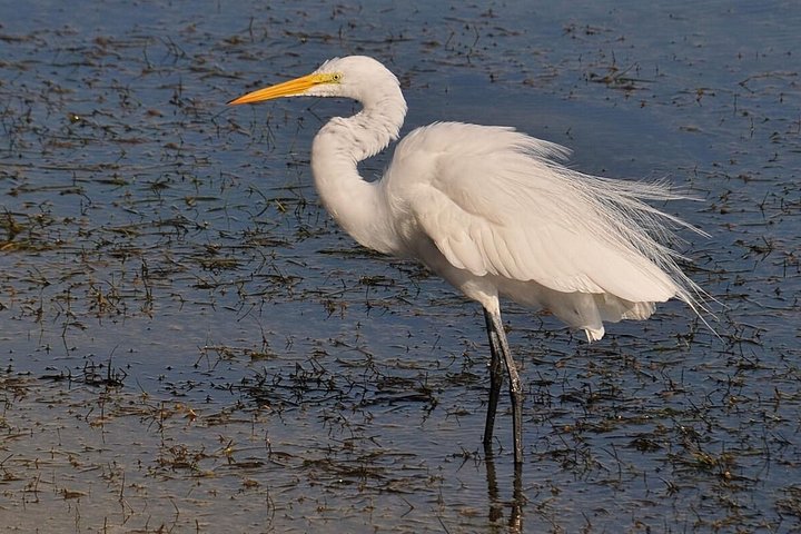 Excursion en catamaran dans le parc naturel de Ria Formosa, Faro, Portugal, visitant les îles Deserta et Farol, photo 33 | wizardtrip