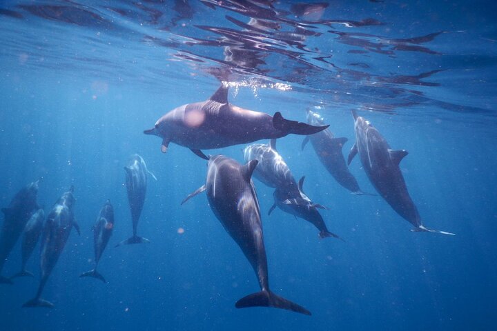 Tour ecologico di avvistamento delfini e balene con barca privata e BBQ sulla spiaggia a Mauritius, foto 3 | wizardtrip