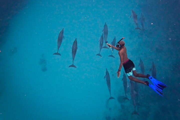 Tour ecologico di avvistamento delfini e balene con barca privata e BBQ sulla spiaggia a Mauritius, foto 5 | wizardtrip