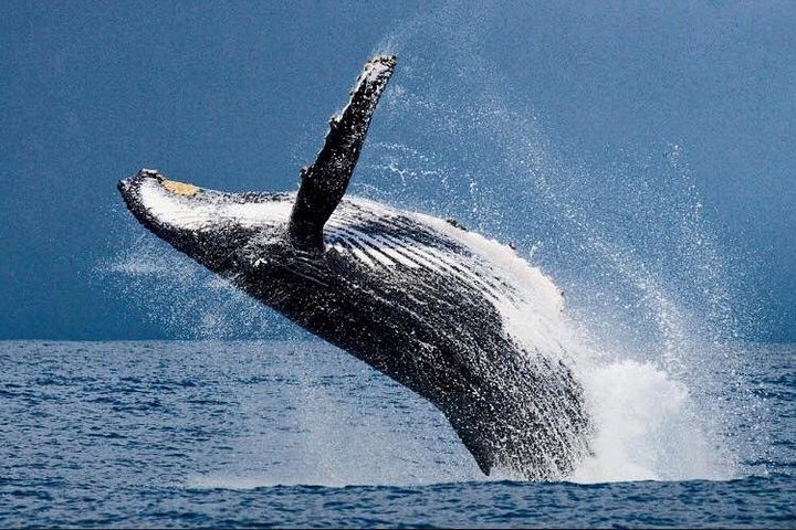 Tour ecologico di avvistamento delfini e balene con barca privata e BBQ sulla spiaggia a Mauritius, foto 14 | wizardtrip
