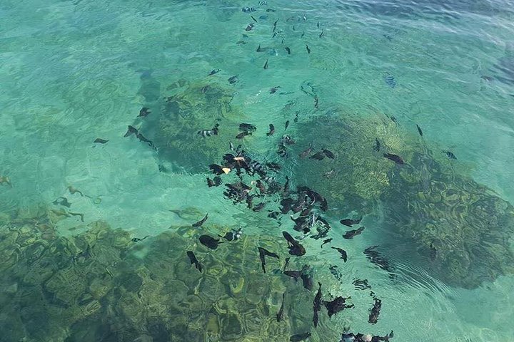 Tour ecologico di avvistamento delfini e balene con barca privata e BBQ sulla spiaggia a Mauritius, foto 20 | wizardtrip