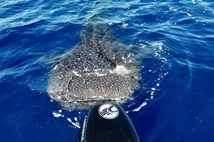 Tour ecologico di avvistamento delfini e balene con barca privata e BBQ sulla spiaggia a Mauritius, foto 27 | wizardtrip