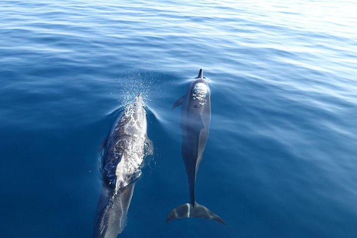 Tour ecologico di avvistamento delfini e balene con barca privata e BBQ sulla spiaggia a Mauritius, foto 30 | wizardtrip