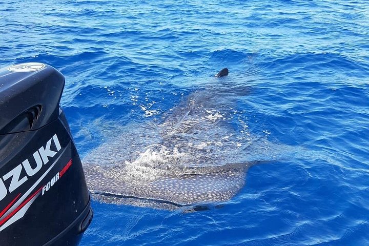 Tour ecologico di avvistamento delfini e balene con barca privata e BBQ sulla spiaggia a Mauritius, foto 31 | wizardtrip